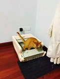 猫厕所全自动猫厕所智能感应猫砂盆猫马桶尿盆猫便盆littermaid