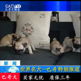北京出售幼犬热卖狗聪明好的活体宠物狗健康质保巴哥哈巴狗短毛