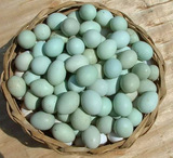 正宗树林散养绿壳乌鸡蛋新鲜蛋30枚一盒全国28省市包邮