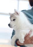 上海雪橇犬哈士奇完美犬业出售纯种名犬宠物狗哈士奇幼犬 实拍G86