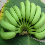 当季广西农家香蕉特产banana新鲜青香蕉水果批发包邮4斤无催熟剂