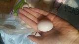 营养丰富的鸽子蛋，是老人，孕妇，小孩的滋补佳品，自家信鸽所下