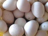 鹧鸪种蛋   石鸡种蛋   孵化用蛋   受精蛋  少量供应