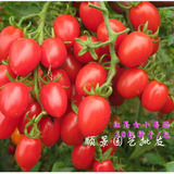 红圣女小番茄种子四季易播种盆栽阳台庭院有机茄果蔬菜水果种子