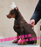 赛级血统极品德国系杜宾犬幼犬 出售纯种立耳美系杜宾宠物狗幼犬