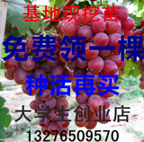红提子葡萄8年大苗 盆栽地栽南北方果树苗 当年结果葡萄苗 包成活