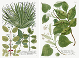 绿色植物图谱双联 复古清新美式地中海装饰画壁画挂画画芯无框画