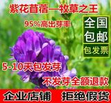 进口紫花苜蓿草种子， 多年生南方北方特级净种，动物牧草种子