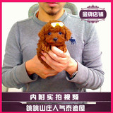 【跳跳山庄】纯种幼犬玩具型茶杯犬红色泰迪犬贵宾宠物狗狗幼犬