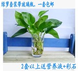 【天天特价】包邮水培植物绿萝吊兰袖珍椰子/净化空气防辐射/含瓶