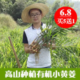 小江自种新鲜生姜小黄姜酵素原始点老姜 农家生姜种子种姜苗500g