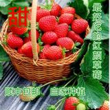 新鲜水果有机奶油草莓红颜孕妇现摘2斤 顺丰包邮冬季热销