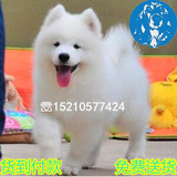纯种澳版萨摩耶犬宠物狗出售 北京萨摩幼犬可送货上门 雪橇犬