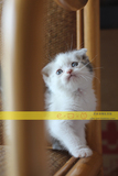 CFA猫舍【E-HOUSE】纯种银虎斑加白美短起司猫苏格兰折耳猫MM