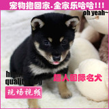 北京犬舍低价出售活体日本纯种柴犬狗幼犬高品质宠物狗出售BJ-22