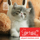 【伊甸园名猫】蓝白双色加菲猫 异国短毛猫 幼猫公 纯种猫 宠物猫