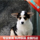 促销纯种威尔士柯基犬宠物狗幼犬出售北京犬舍信誉终身保障可送货