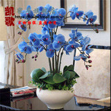 【蓝色】蝴蝶兰花卉盆栽花苗高档桌面室内客厅盆栽绿植花卉盆景