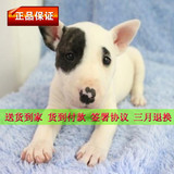赛级纯种牛头梗犬幼犬出售标准迷你海盗眼纯白宠物狗家养活体K002