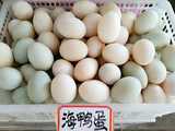 广西北部湾新鲜散养海鸭蛋营养丰富全家人的早餐优选30个包邮