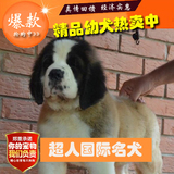 纯种圣伯纳犬幼犬双赛级家养纯种巨型圣伯纳犬救援护卫犬BJ-15