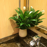 水培土培白掌 一帆风顺 绿色办公室内盆栽植物 吸收甲醛净化空气