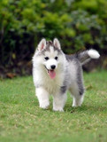 纯种哈士奇幼犬活体狗狗出售 适合家养宠物狗西伯利亚雪橇犬