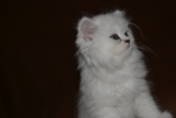 金吉拉宠物猫/银色渐层纯种金吉拉幼猫/家养赛级纯种金吉拉猫