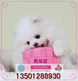 北京俊介博美犬纯种幼犬出售白色茶杯超小袖珍犬长不大宠物狗狗Z1