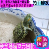 特价黄金巴西龟彩龟乌龟活体宠物龟水陆龟招财龟7-8厘米全品包邮