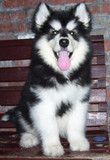 长沙繁殖纯种阿拉斯加幼犬，纯种巨型阿拉斯加雪橇犬大型犬狗狗1