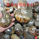 鹦鹉螺化石摆件标本鹦鹉螺风水摆件发财螺把玩海螺教学批发340/斤