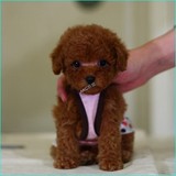 纯种贵宾泰迪幼犬宠物狗狗出售 棕红灰白色玩具茶杯小体均可挑选
