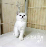 T.M淼淼宠物猫活体纯种猫可爱英短银渐层短毛猫公猫家养幼崽猫咪