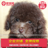 玩具巧克力泰迪贵宾 杭州萧山包健康 宠物纯种幼犬出售TH