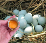 原生态健康营养绿壳乌鸡蛋树林散养 2天内新鲜土鸡蛋  40枚包邮
