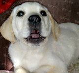 拉布拉多幼犬，公母均有，黑、黄、奶白色均有，北京可上门送货