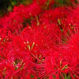 家居盆栽植物花卉 办公室盆栽花卉 红色彼岸花种球 红花石蒜