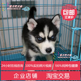 上海哈士奇纯种幼犬狗狗出售 西伯利亚雪橇犬血统纯正可上门挑选1