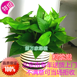绿萝吊兰吸甲醛防辐射植物办公室内净化空气盆栽绿植防雾霾限北京