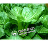 青菜种子 油菜种子 上海青四月慢 含丰富的钙磷铁四季播种 数千粒