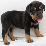 出售德式纯种罗威纳幼犬 宠物狗狗活体 黑色大型犬公支付宝 42