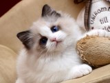 CFA纯种美国布偶猫 带繁育权蓝山猫双色布偶