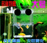 鱼苗繁殖 亚克力双层自浮 孔雀鱼孵化盒孵化器 隔离箱 斗鱼盒大号