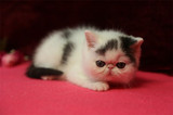 加菲猫宠物猫咪/异国短毛猫/家养纯种短毛/幼猫活体黑白弟弟公猫
