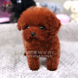 凌空星巴斯 韩国纯种红色泰迪贵宾茶杯幼犬宠物狗狗活体出售H246