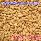 农家自种旱地有机带皮原小麦粒优质麦粒物粮鸽食五谷杂粮粗粮豆浆