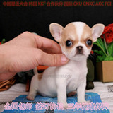 北京出售墨西哥吉娃娃茶杯犬纯种血统大眼睛幼犬短毛可上门送货3
