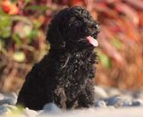 自家养两个月黑色泰迪狗狗狗玩具茶杯泰迪贵宾纯种泰迪幼犬健康