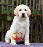 出售宠物活体狗狗纯种猎犬拉布拉多幼犬寻回猎犬导盲犬水猎犬出售